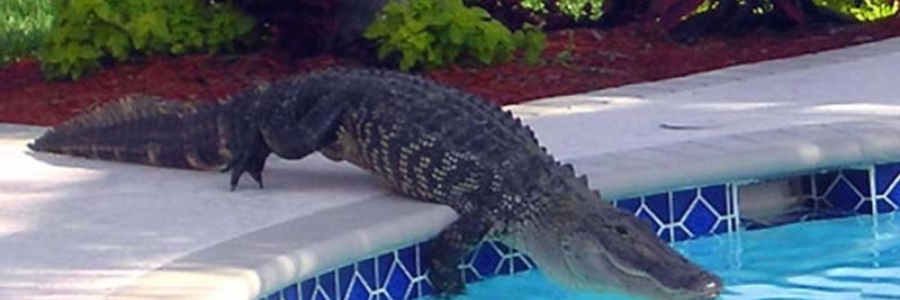 Nuoto giochi da allenamento - il coccodrillo come fa?
